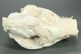 Fossil Oreodont (Merycoidodon) Partial Skull - South Dakota #269862-2